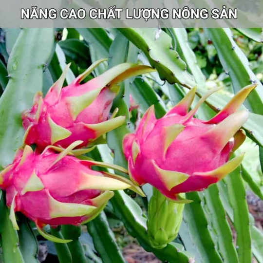 Phân Bón NPK 16-16-8+TE Đầu Trâu Bao 50kg