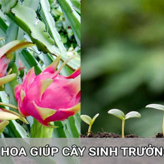 Phân Bón NPK 16-16-8+TE Đầu Trâu Bao 50kg